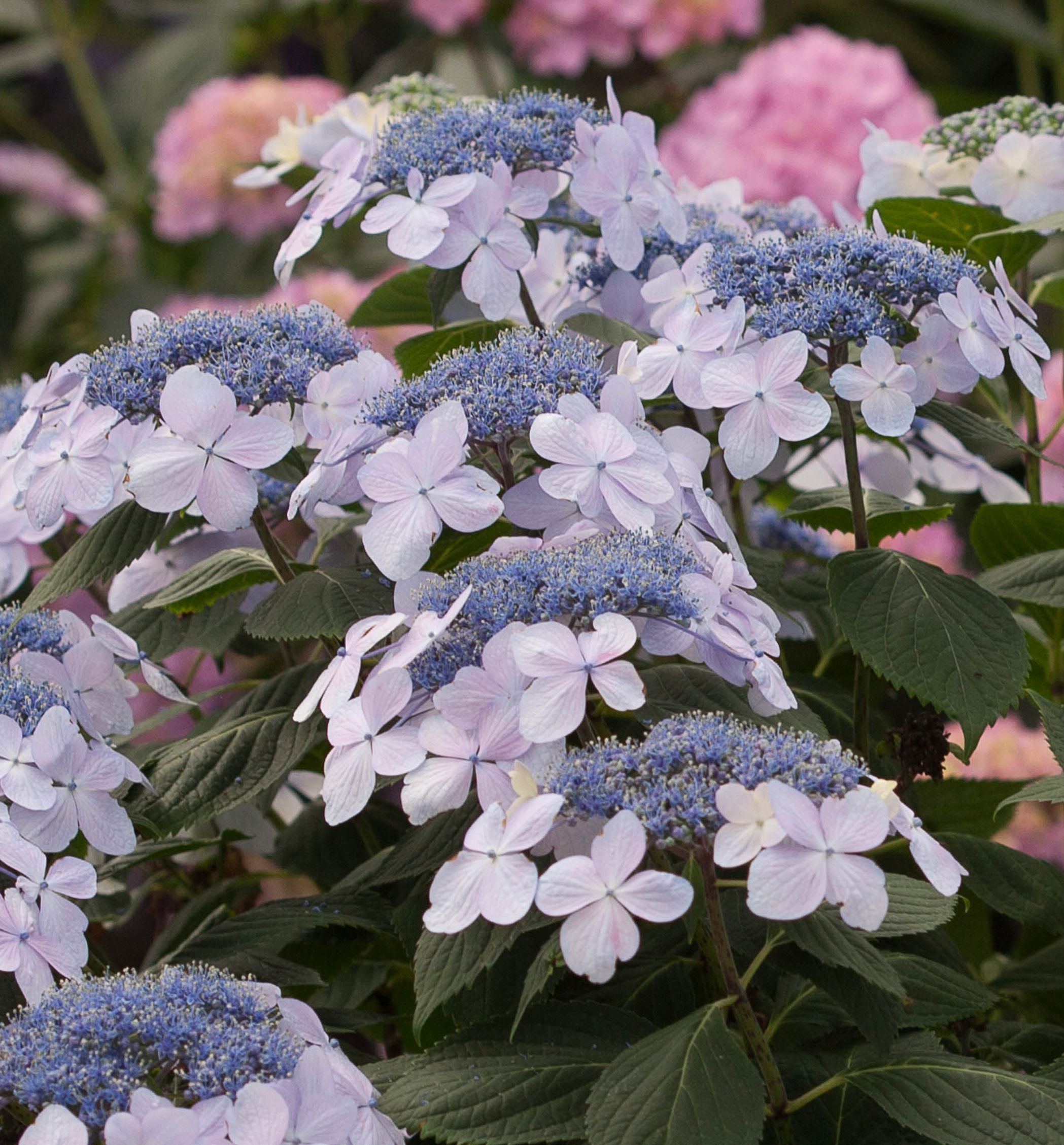 Let's Dance Diva!® Hydrangea Natorp's Online Plant Store
